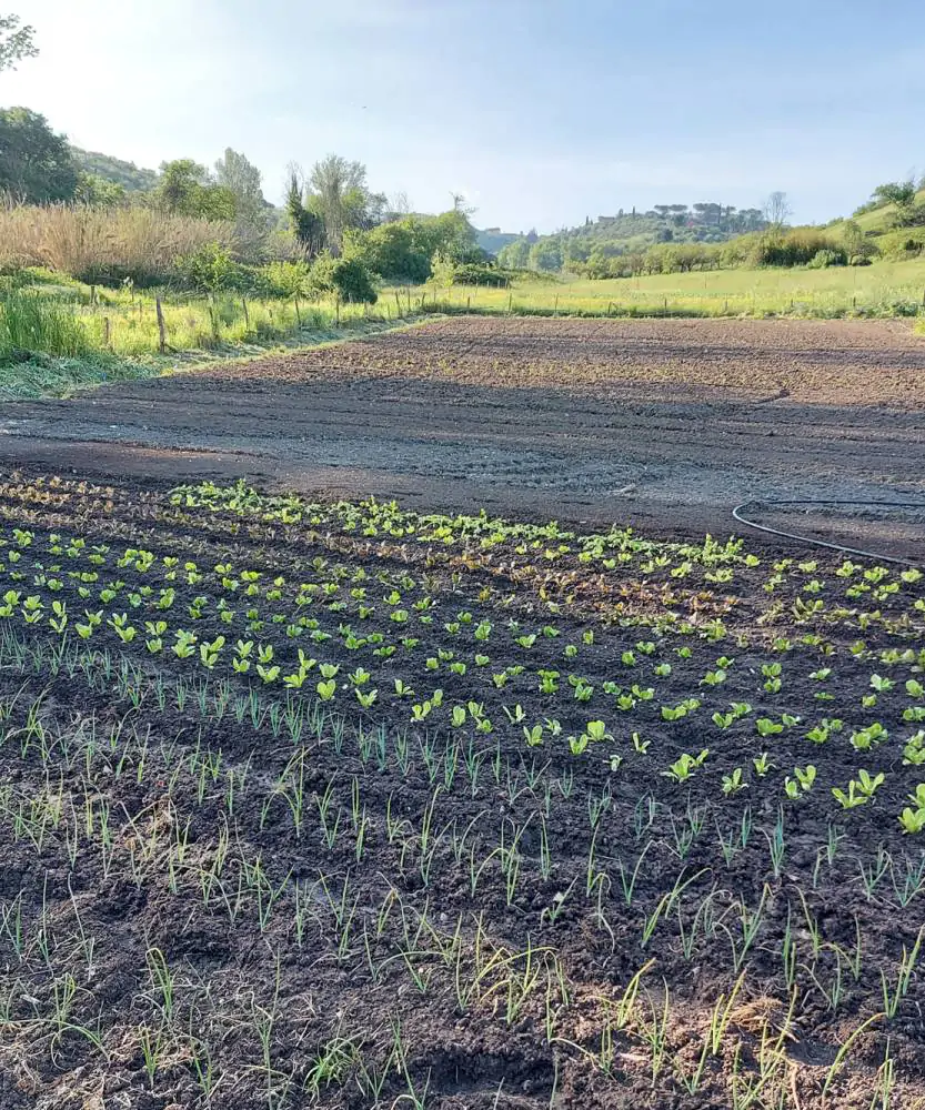 Foto L'Orto di Alessio