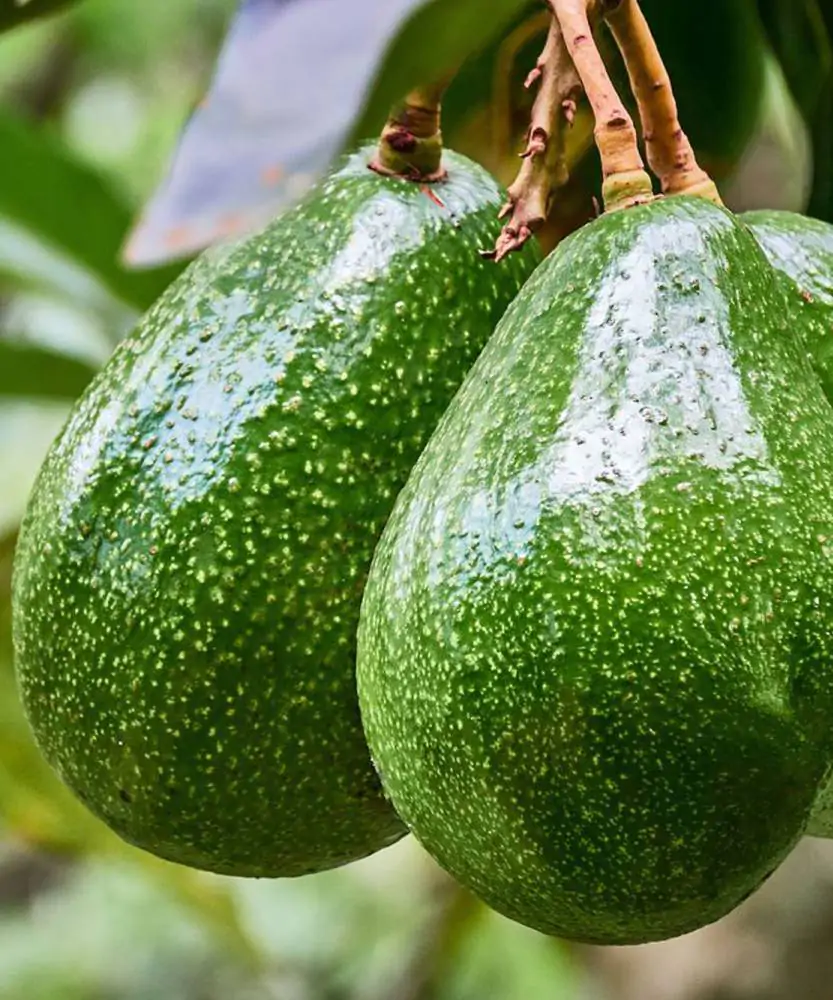 Foto Avocado Bacon della Sicilia BIO 