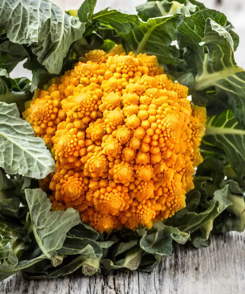 Foto Broccolo romanesco colorato BIO 