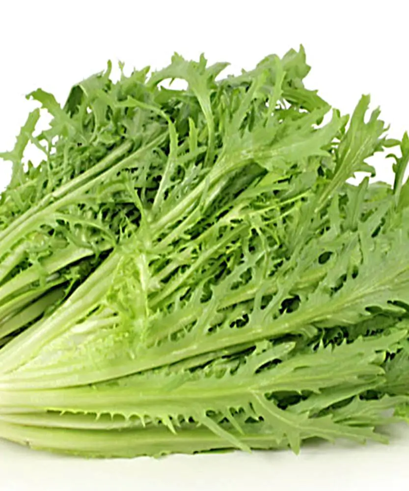 Foto Indivia riccia romanesca BIO