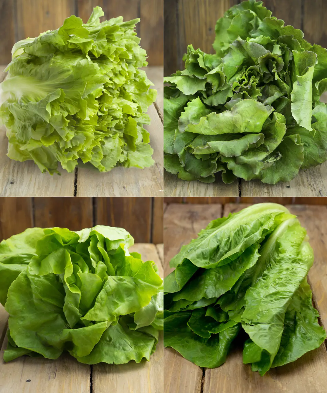 Foto Insalata BIO a scelta