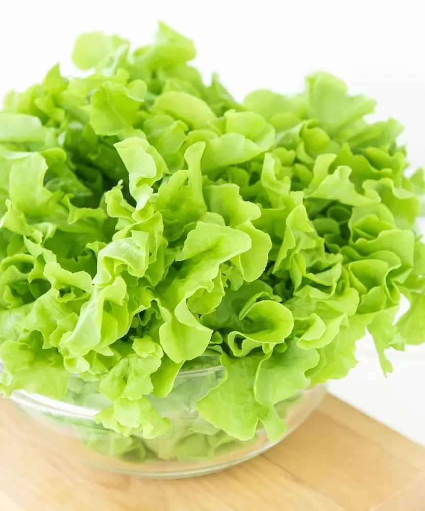 Foto Lattuga Foglia di Quercia e Gentilina BIO 