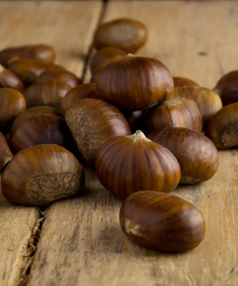 Foto Marroni Antrodocani 