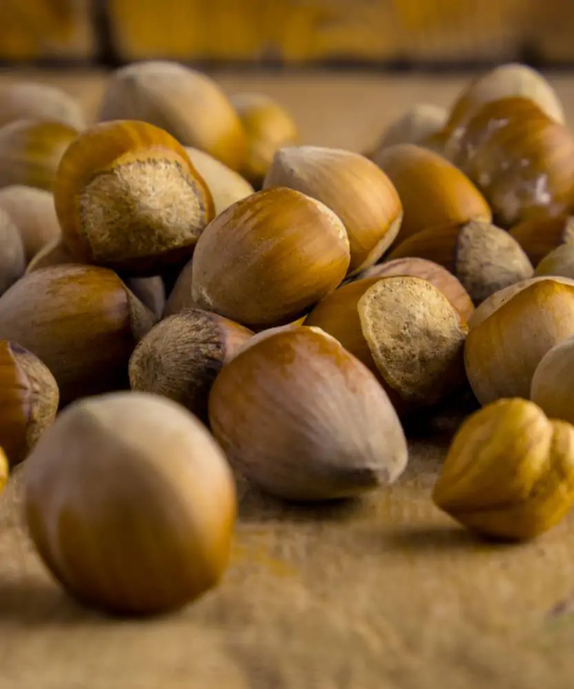 Foto Nocciole 