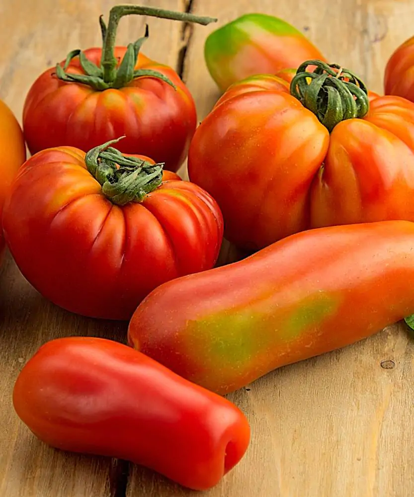 Foto Pomodori insalatari 