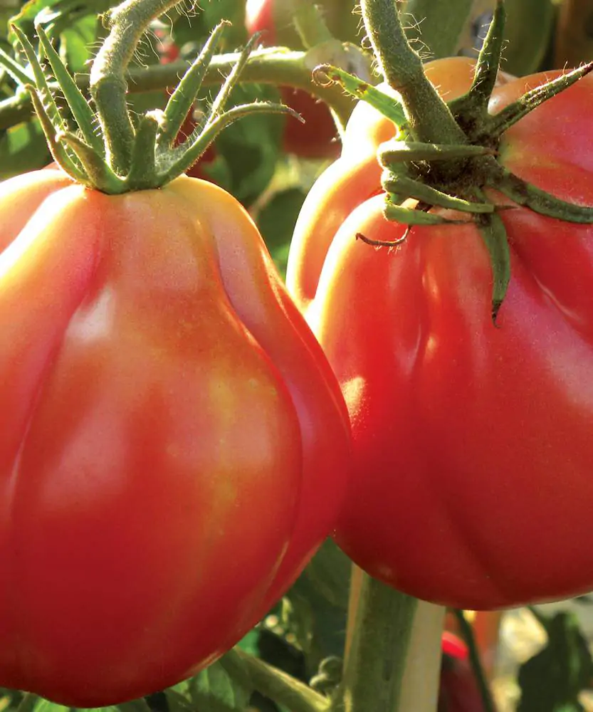 Foto Pomodori pera d'Abruzzo 