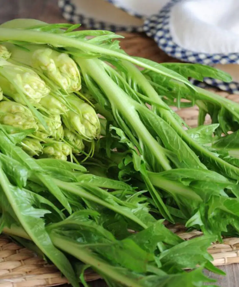 Foto Puntarelle a pianta 