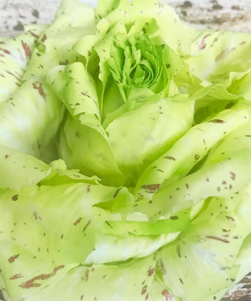 Foto Radicchio variegato verde 