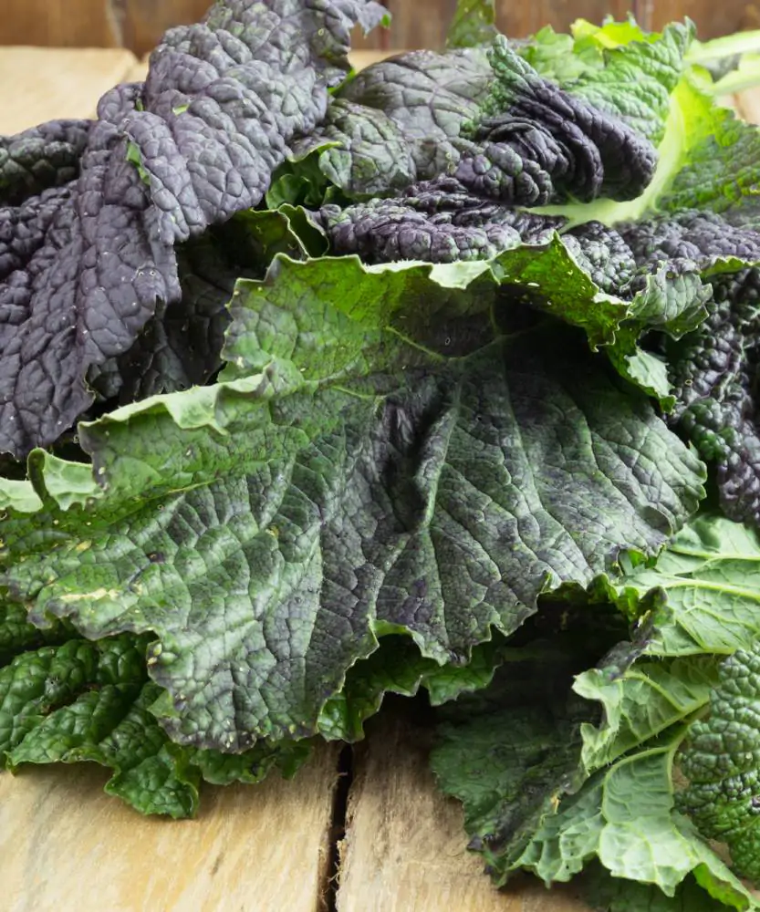 Foto Senape rossa "Red Mustard" BIO