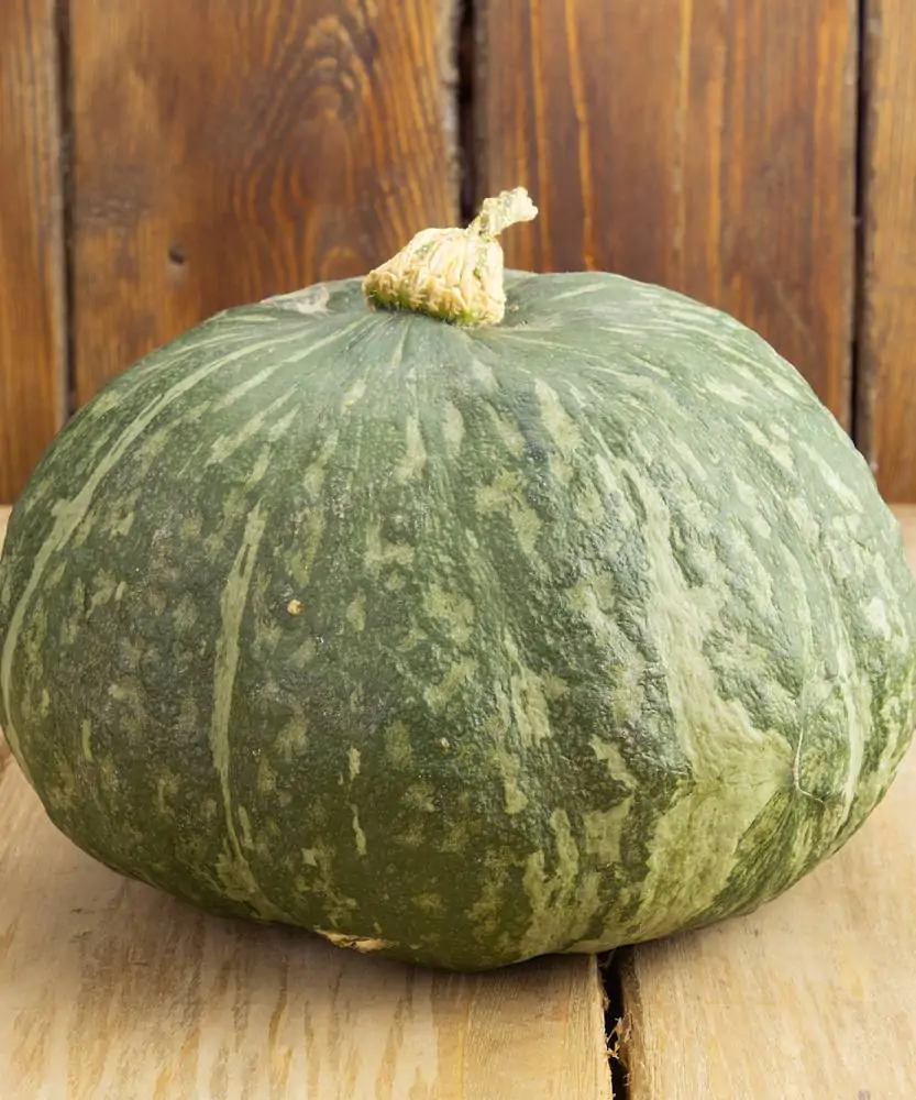Foto Zucca Delica 