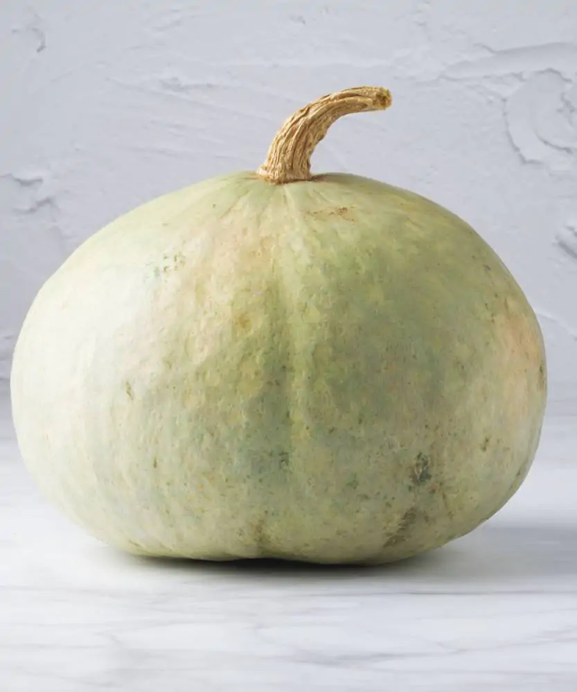 Foto Zucca Vanity BIO 