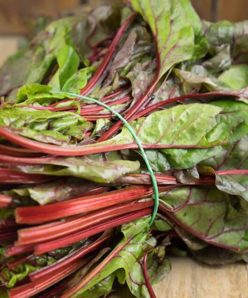 Foto Bieta rossa BIO