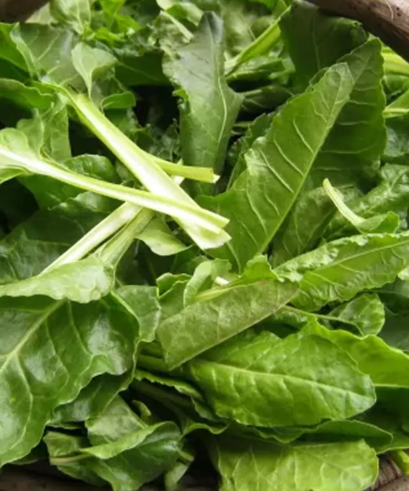 Foto Bieta verde