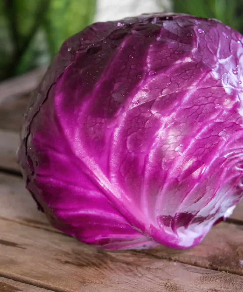 Foto Cavolo Cappuccio viola BIO