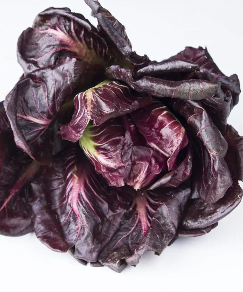 Foto Radicchio rosso a taglio BIO 