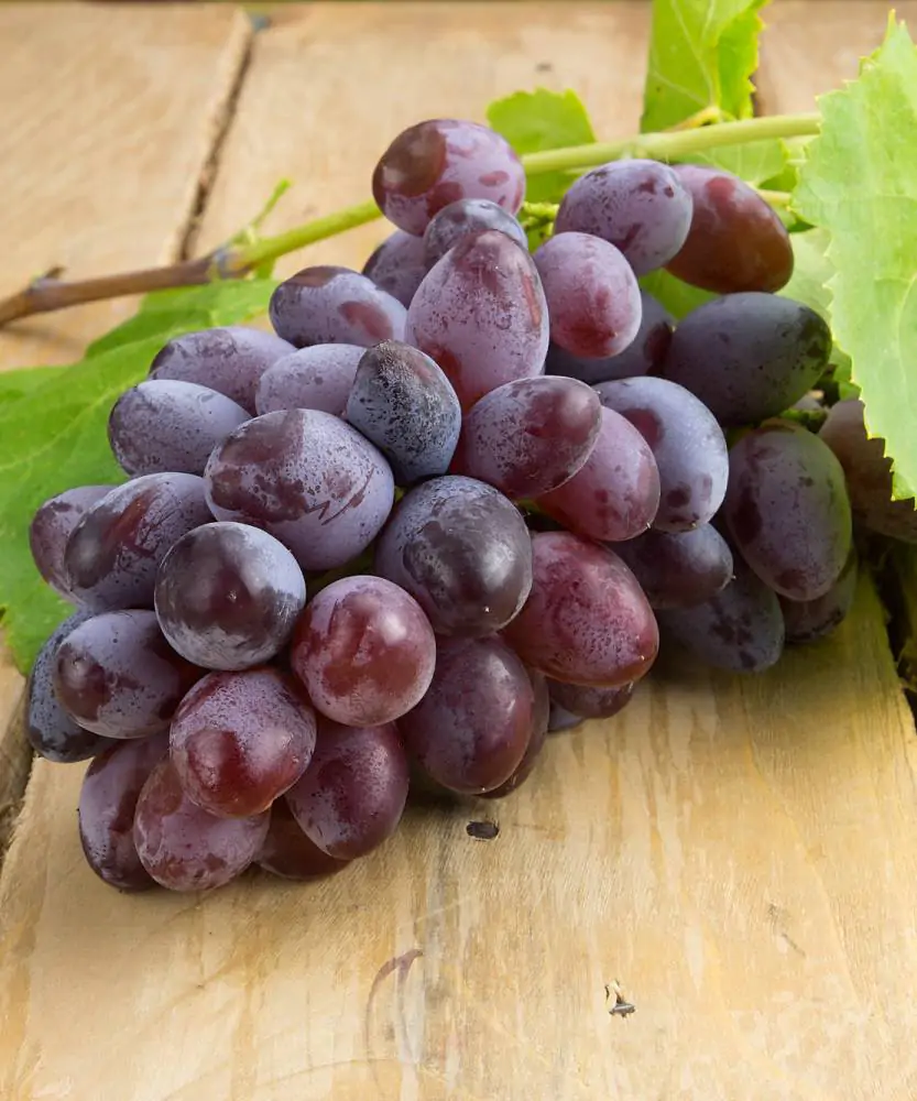 Foto Uva pizzutella nera
